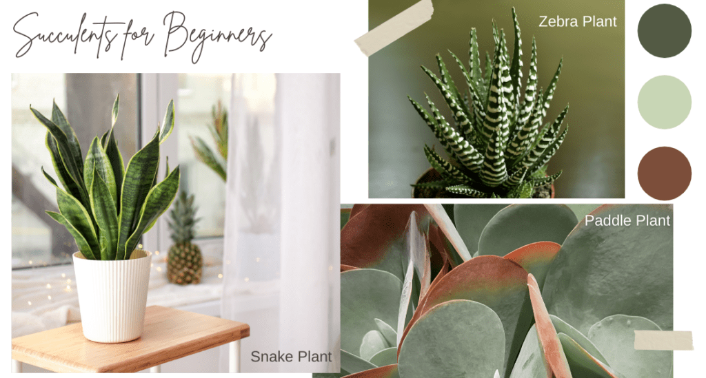 Examples of succulents for beginners 