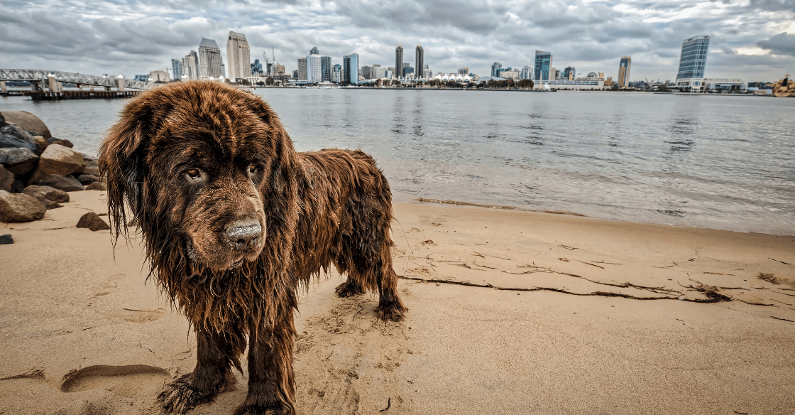 Dog at a beach in san Diego