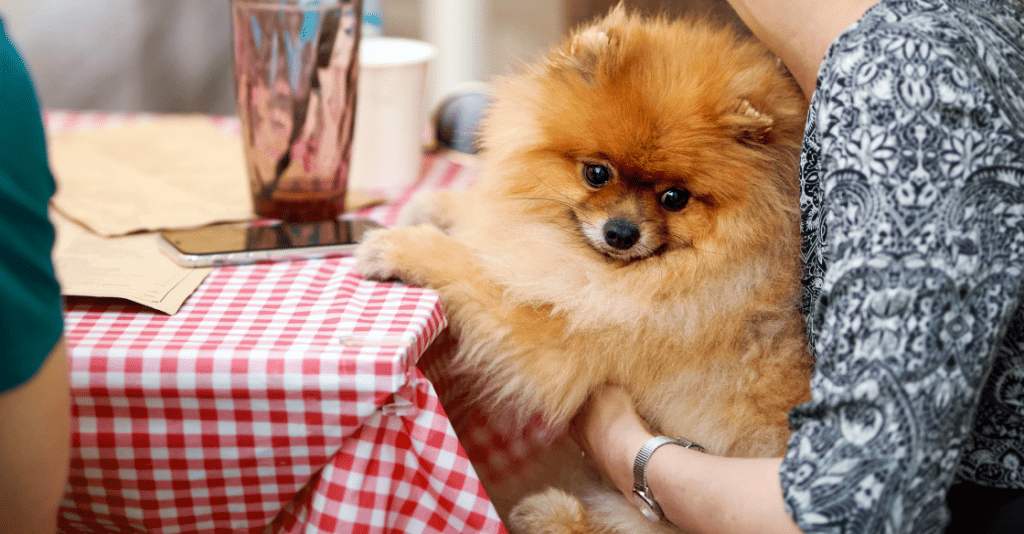 Pets in Apartment Rentals in San Diego ALLEGRO