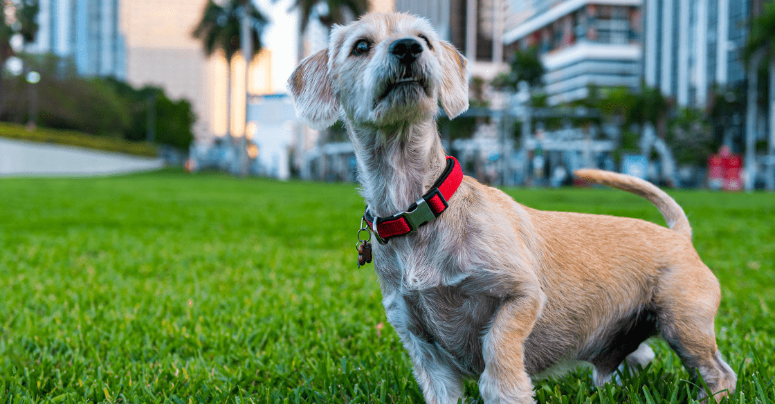 Dog enjoying the park