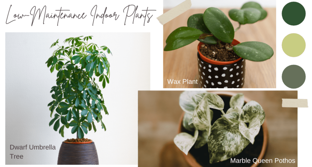 Examples of low maintenance indoor plants