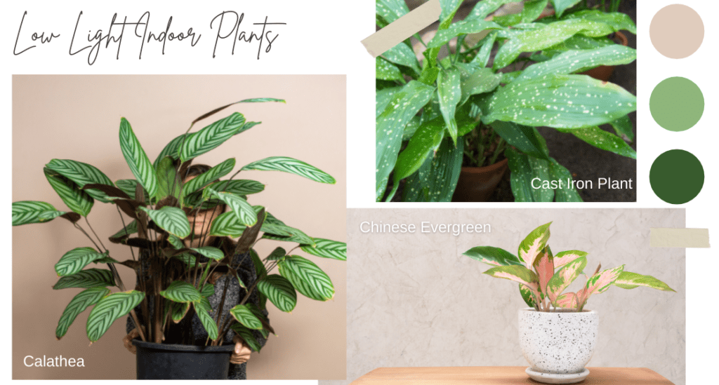 Examples of Low Light Indoor Plants