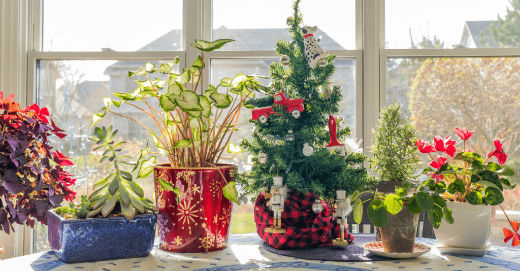 Using plants to make a festive holiday display